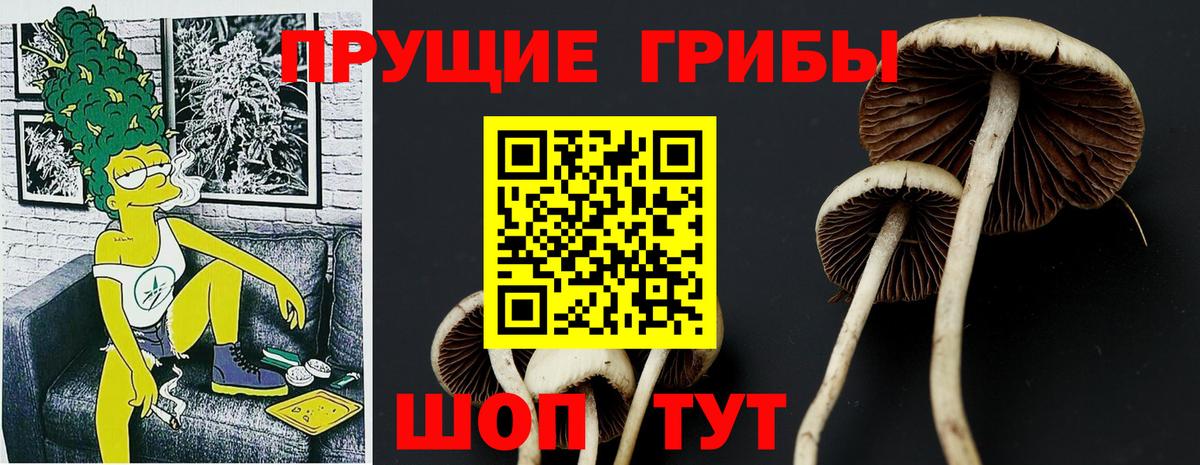 Галлюциногенные грибы Psilocybe Новороссийск